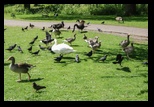 Kent - Leeds Castle -05-06-2014 - Bogdan Balaban